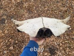 Bison Skull cap real historic buffalo skull