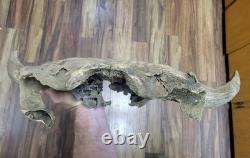 Bison Skull cap real historic buffalo skull