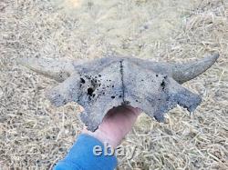 Bison Skull cap real historic buffalo skull