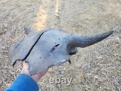Bison Skull cap real historic buffalo skull