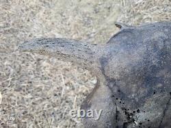 Bison Skull cap real historic buffalo skull