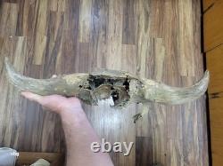Bison Skull cap real historic buffalo skull