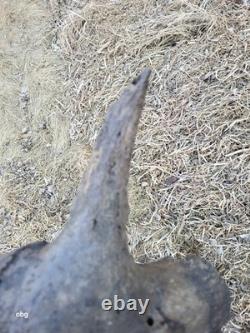 Bison Skull cap real historic buffalo skull