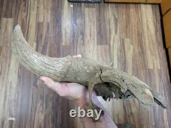 Bison Skull cap real historic buffalo skull