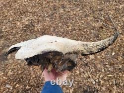 Bison Skull cap real historic buffalo skull