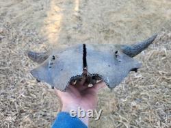 Bison Skull cap real historic buffalo skull
