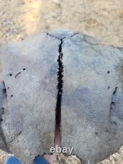 Bison Skull cap real historic buffalo skull