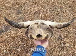 Bison Skull cap real historic buffalo skull