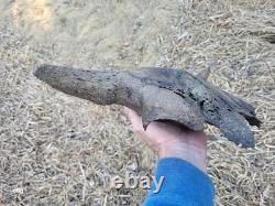 Bison Skull cap real historic buffalo skull