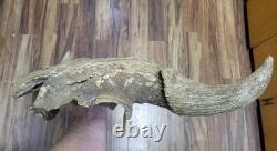 Bison Skull cap real historic buffalo skull