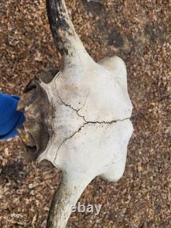 Bison Skull cap real historic buffalo skull