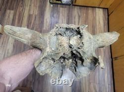 Bison Skull cap real historic buffalo skull