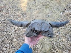 Bison Skull cap real historic buffalo skull