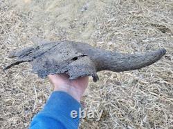 Bison Skull cap real historic buffalo skull