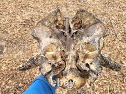 Bison Skull cap real historic buffalo skull