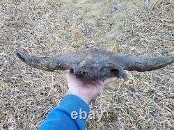 Bison Skull cap real historic buffalo skull