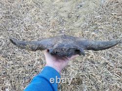 Bison Skull cap real historic buffalo skull