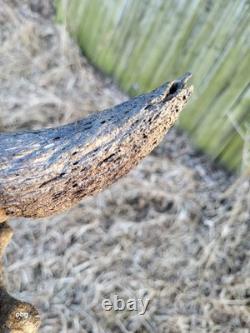 Bison Skull cap real historic buffalo skull