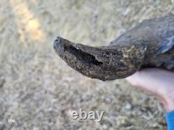 Bison Skull cap real historic buffalo skull