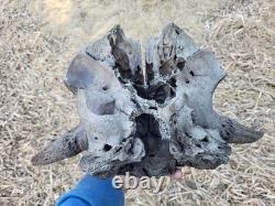 Bison Skull cap real historic buffalo skull