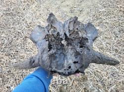 Bison Skull cap real historic buffalo skull