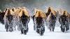 Bison The Immortal Giants Of The American Prairie