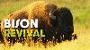 Bison The Last Giants Of The Wild West Documentary
