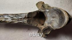 Bison Thoracic Vertebra (Hump) Bone Fossil from Ice Age