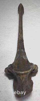 Bison Thoracic Vertebra (Hump) Bone Fossil from Ice Age