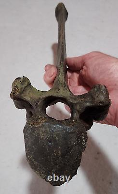 Bison Thoracic Vertebra (Hump) Bone Fossil from Ice Age