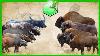 Bison Vs Buffalo Size Comparison Living Extinct