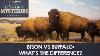 Bison Vs Buffalo What S The Difference