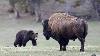 Bison Vs Grizzly Bear Wild Animal Interaction