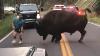 Bison Walks Away After Tourist Taunts Animal At Yellowstone National Park