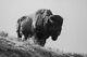 Bison, Yellowstone National Park Giclee Art Print + Free Shipping