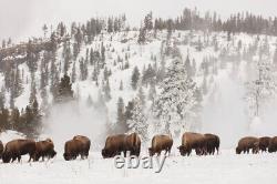 Bison along the Firehole River, Yellowstone National Park Giclee + Free Shipping