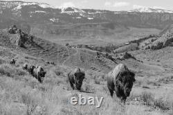 Bison at Gardiner Basin, Yellowstone National Park Giclee Print + Free Shipping