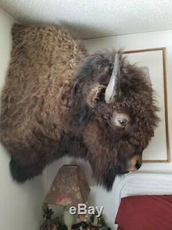 Bison/biuffalo head taxidermy