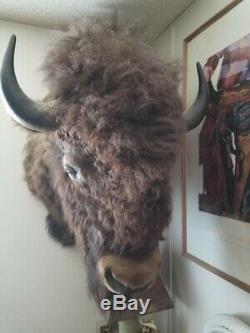 Bison/biuffalo head taxidermy