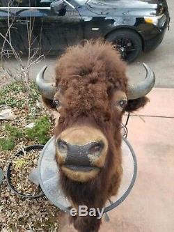 Bison/biuffalo head taxidermy