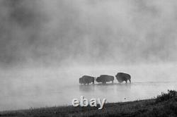 Bison crossing Yellowstone River, Yellowstone National Park Giclee + Ships Free