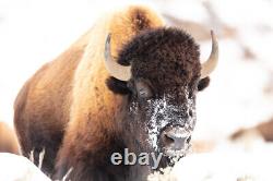 Bison face with snow, Yellowstone National Park Giclee Art Print + Free Shipping