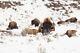 Bison group in snow, Yellowstone National Park Giclee Art Print + Free Shipping