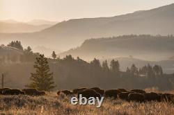 Bison herd, Lamar Valley, Yellowstone National Park Giclee Print + Free Shipping