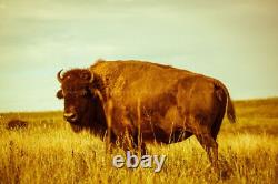 Bison in Tall Prairie Grass in Oklahoma Buffalo Western Plains Photography Print