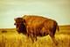 Bison in Tall Prairie Grass in Oklahoma Buffalo Western Plains Photography Print