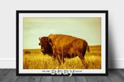 Bison in Tall Prairie Grass in Oklahoma Buffalo Western Plains Photography Print