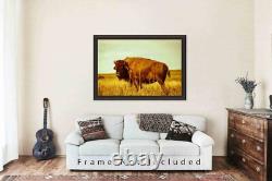 Bison in Tall Prairie Grass in Oklahoma Buffalo Western Plains Photography Print