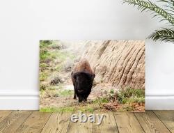 Bison in Theodore Roosevelt National Park North Dakota, Fine Art Photography