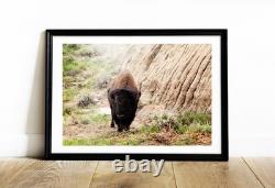 Bison in Theodore Roosevelt National Park North Dakota, Fine Art Photography